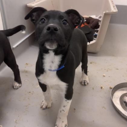 Cobalt, a Adoptable mixed breed in San Francisco, CA image 3/3