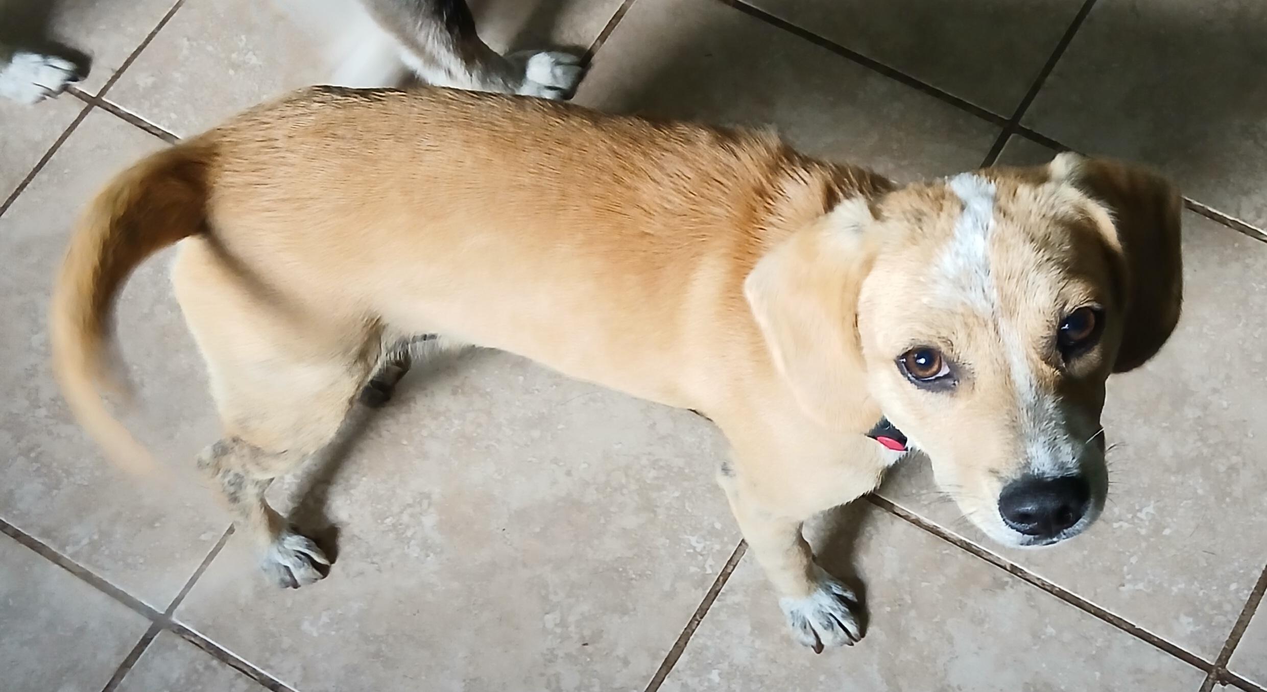 Enlarge Barney (Sweetest Family Pup), a ADOPTABLE mixed breed in Newfoundland, PA image 1/5