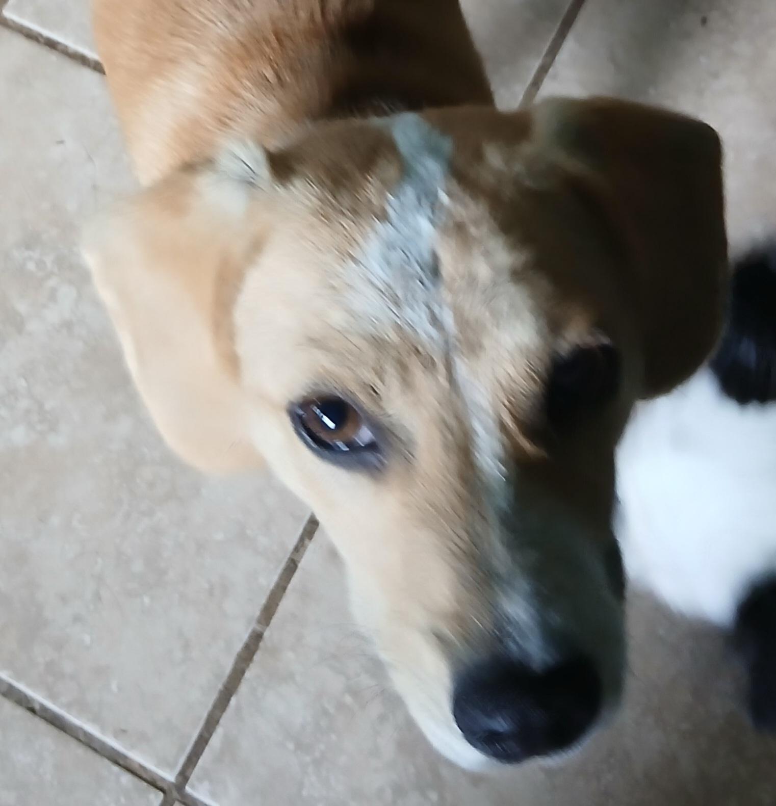 Enlarge Barney (Sweetest Family Pup), a ADOPTABLE mixed breed in Newfoundland, PA image 3/5