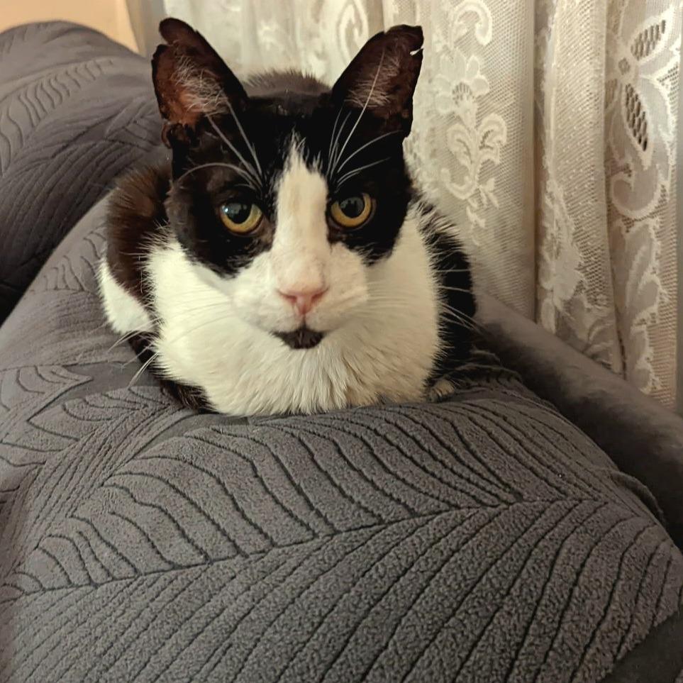 Mr. Socklington aka Sox, Adoptable, Senior Male Domestic Short Hair.