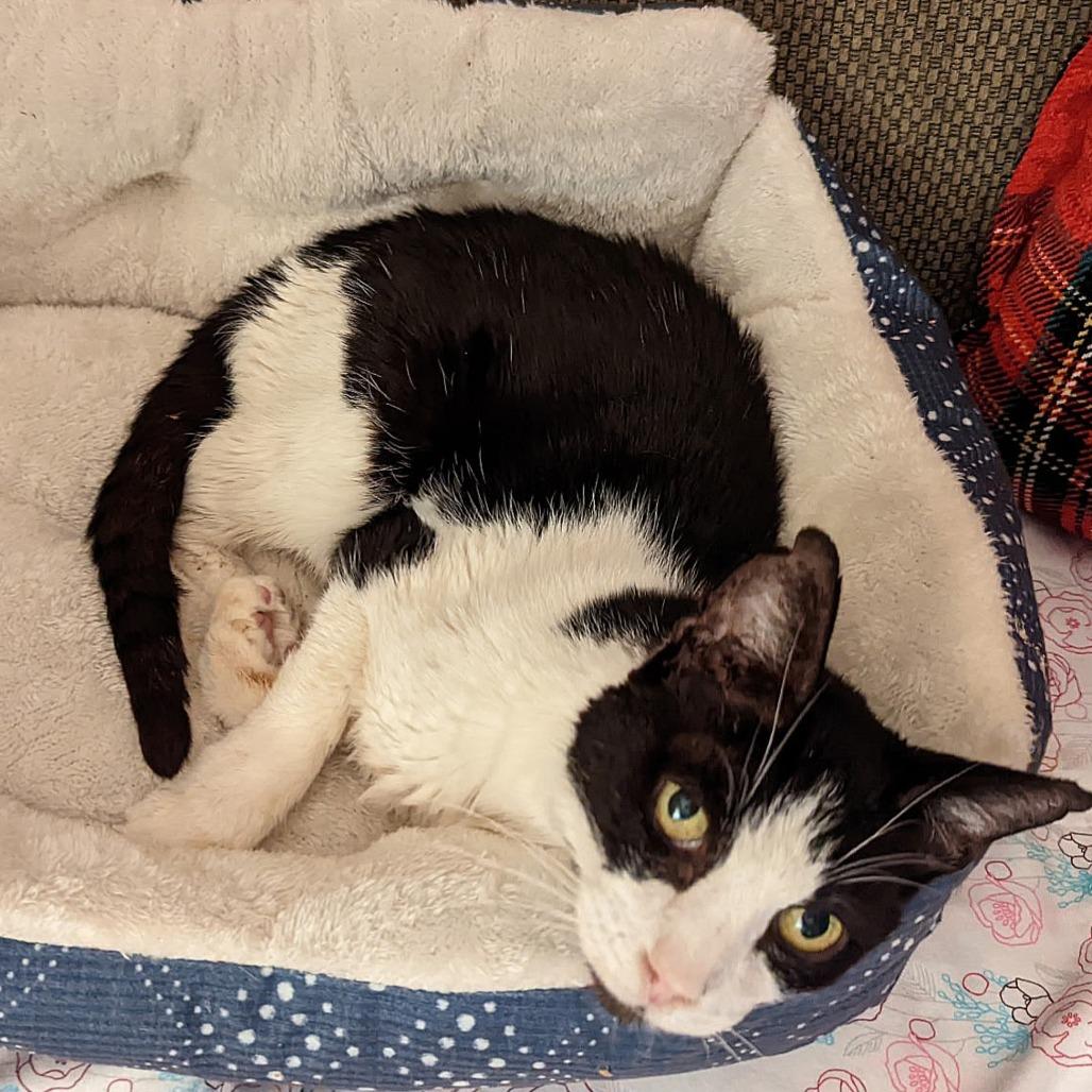 Enlarge Mr. Socklington aka Sox, a Adoptable Domestic Short Hair in Redwood City, CA image 2/4