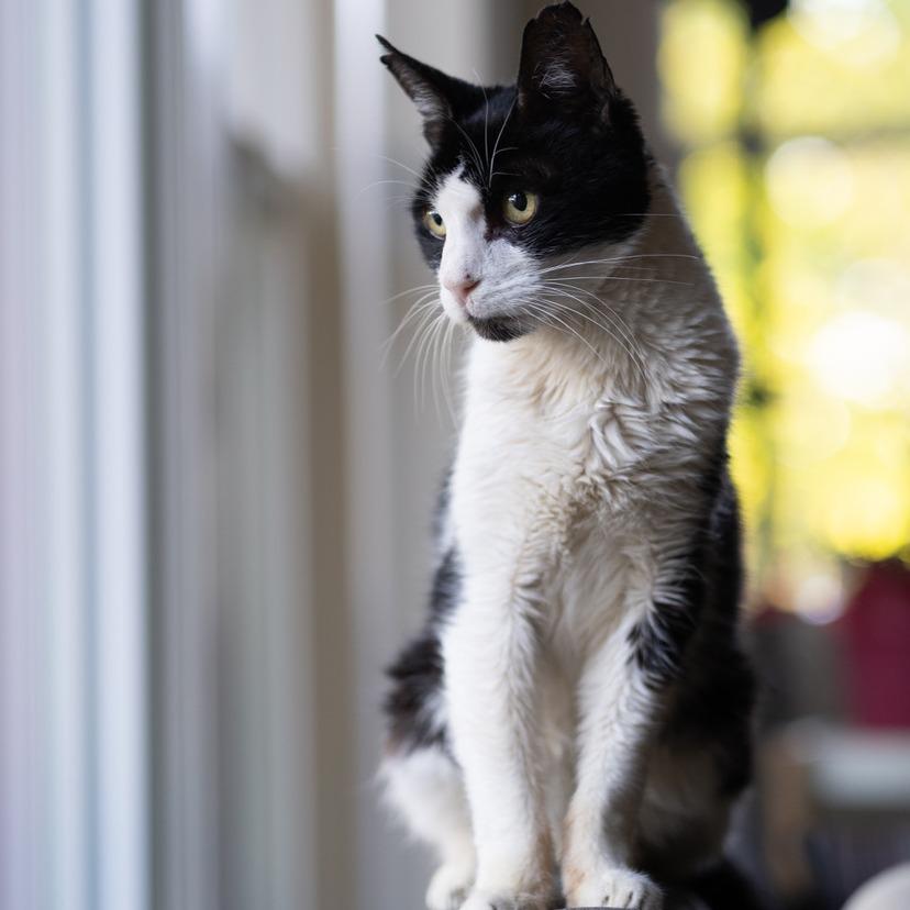 Enlarge Sox, a Adoptable Domestic Short Hair in Redwood City, CA image 3/6