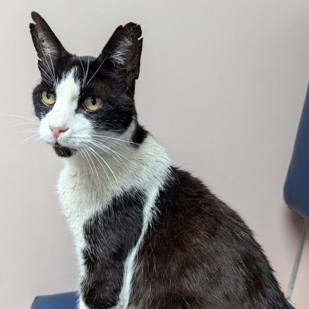 Enlarge Mr. Socklington aka Sox, a Adoptable Domestic Short Hair in Redwood City, CA image 3/4