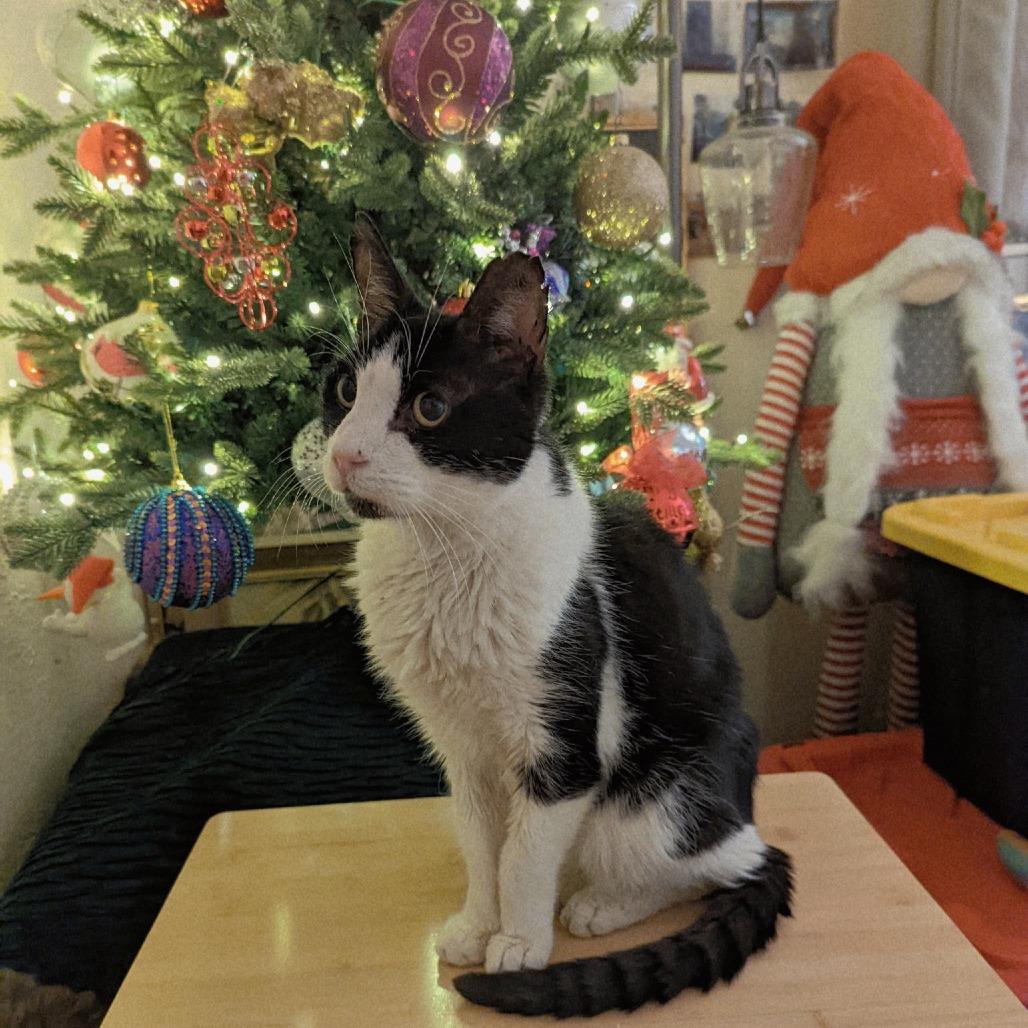 Enlarge Mr. Socklington aka Sox, a Adoptable Domestic Short Hair in Redwood City, CA image 4/4