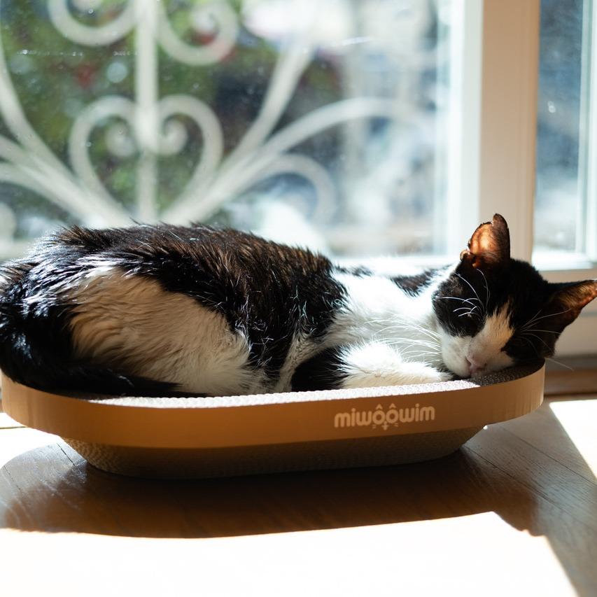 Enlarge Sox, a Adoptable Domestic Short Hair in Redwood City, CA image 6/6