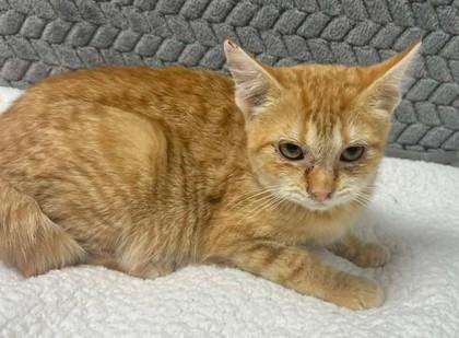 Chompy, Adoptable, Kitten Female Domestic Short Hair & Domestic Short Hair.