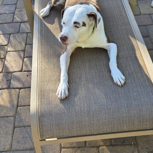 Trixie, a Adoptable Pit Bull Terrier in Glendale, AZ image 2/6