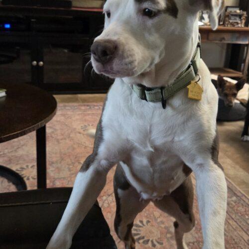 Trixie, a Adoptable Pit Bull Terrier in Glendale, AZ image 3/6