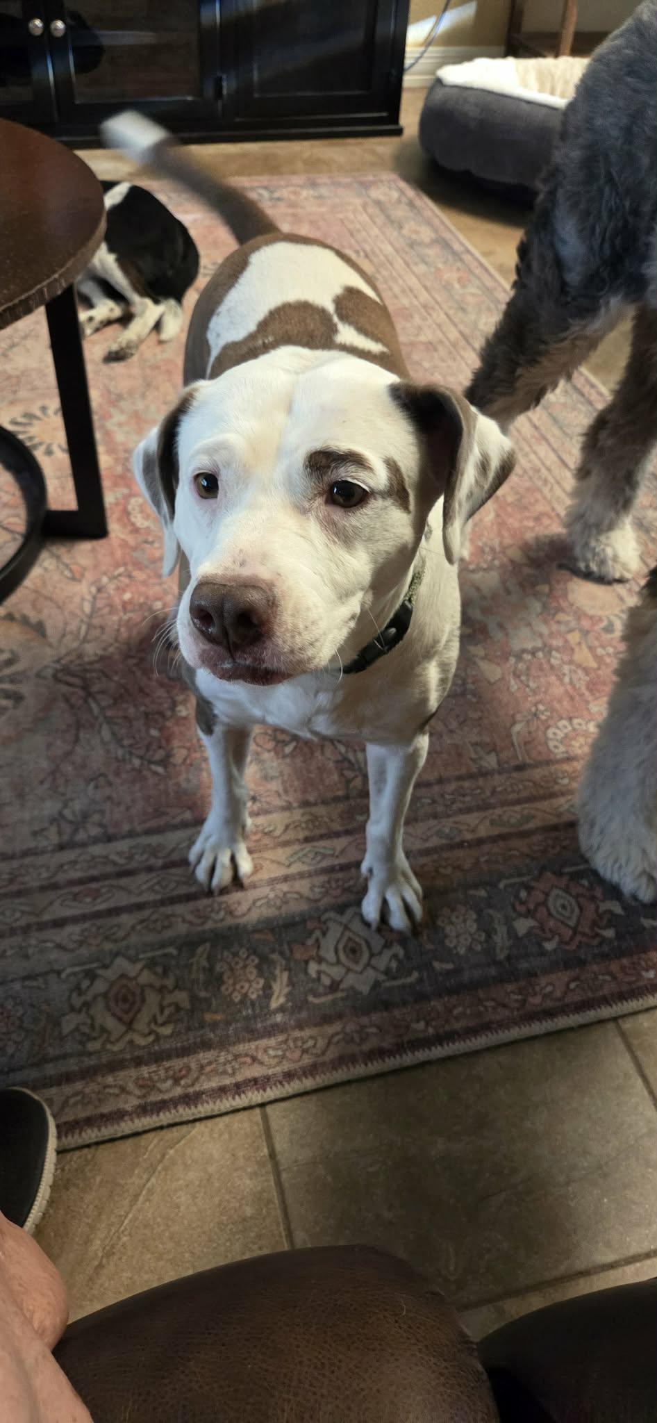 Trixie, a Adoptable Pit Bull Terrier in Glendale, AZ image 4/6