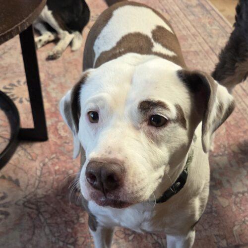 Trixie, a Adoptable Pit Bull Terrier in Glendale, AZ image 5/6