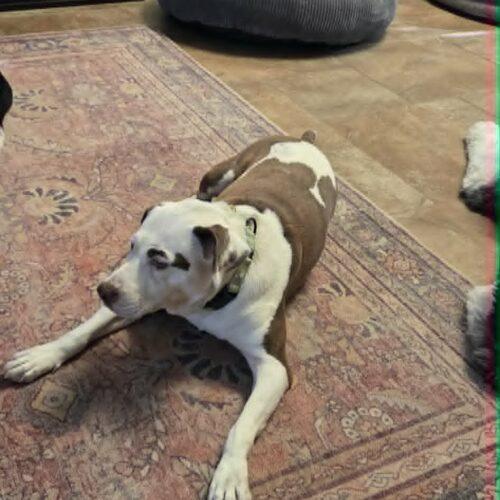 Trixie, a Adoptable Pit Bull Terrier in Glendale, AZ image 6/6