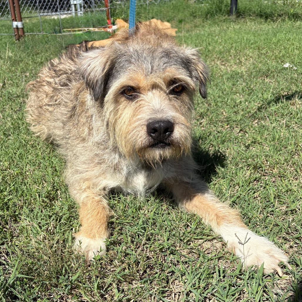 Joey, Adoptable, Adult Male Border Terrier.