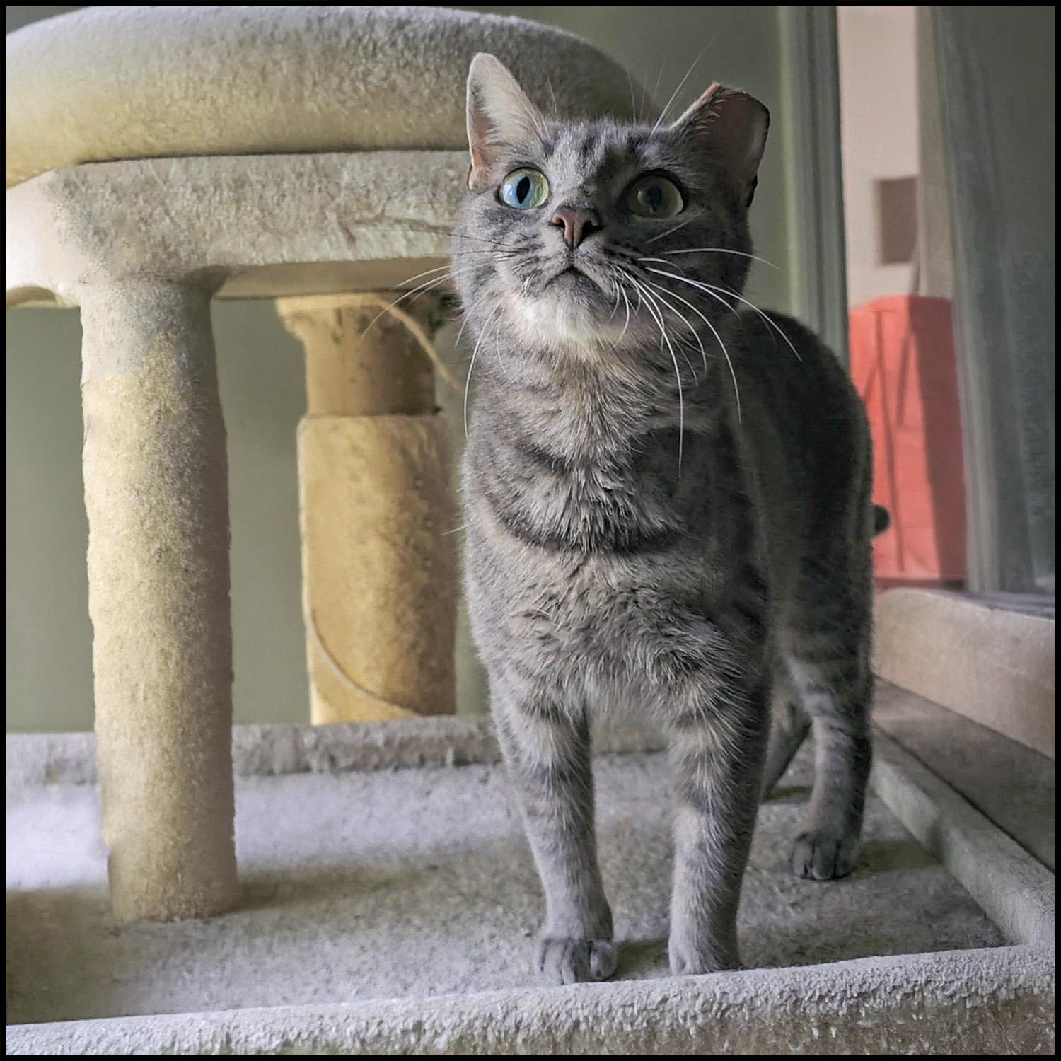 Enlarge Sweetie, a ADOPTABLE mixed breed in Roswell, GA image 2/4