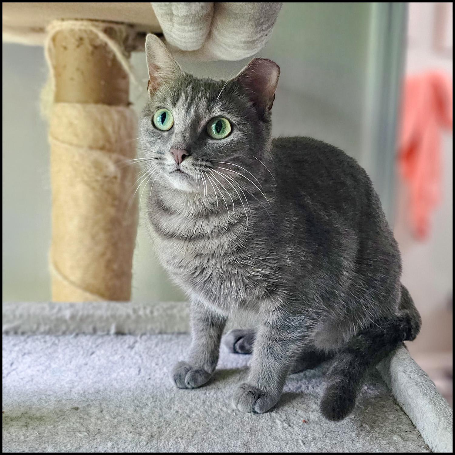 Enlarge Sweetie, a ADOPTABLE mixed breed in Roswell, GA image 1/4