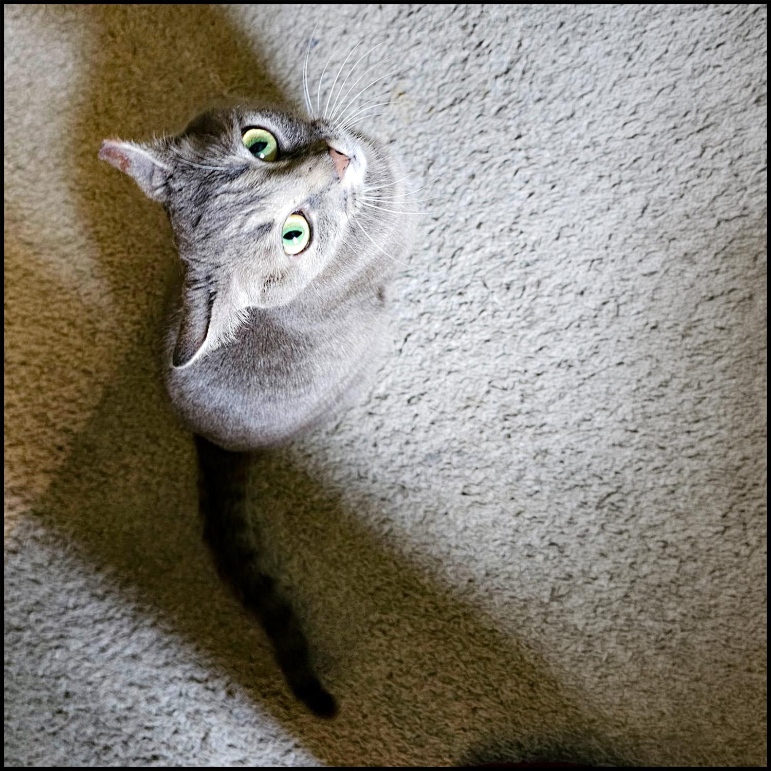 Enlarge Sweetie, a ADOPTABLE mixed breed in Roswell, GA image 3/4