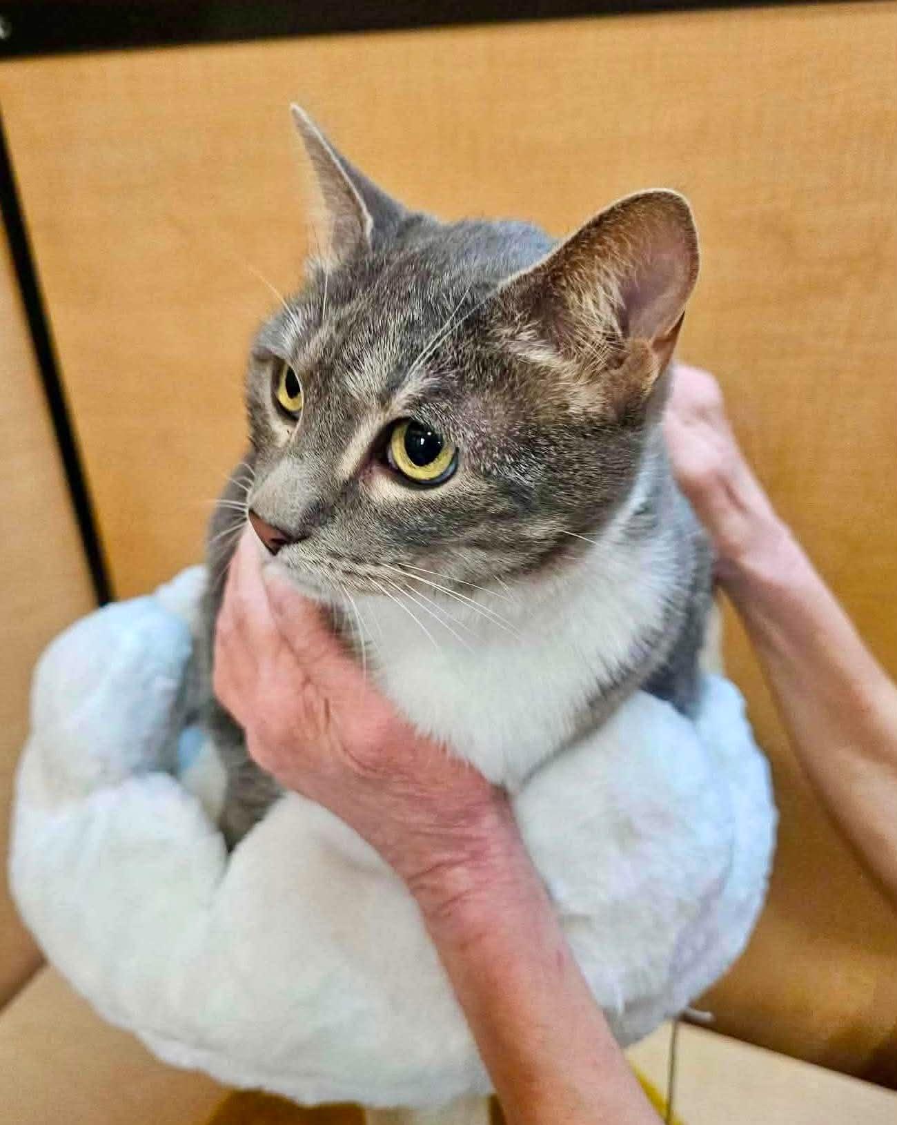 CeeDee, ADOPTABLE, Adult Female Domestic Short Hair.