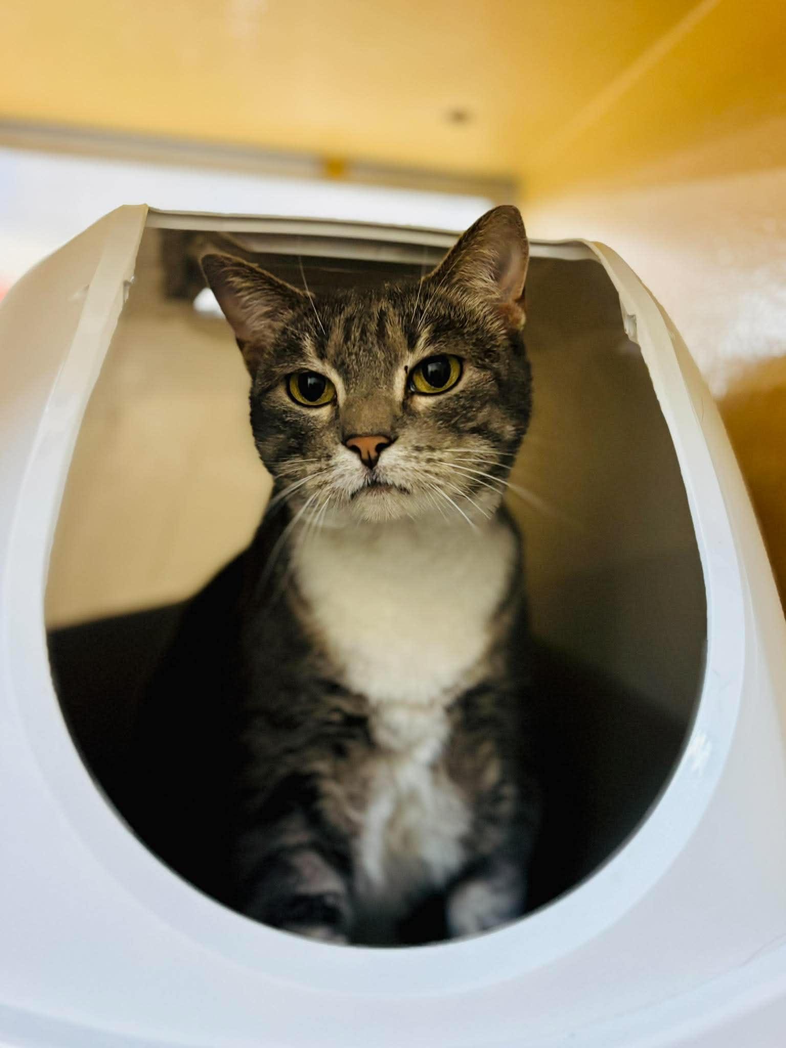CeeDee, a ADOPTABLE Domestic Short Hair in Mansfield, TX image 2/2
