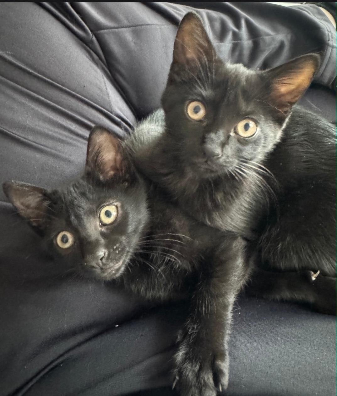 Snap & Tulip, Adopted, Kitten Female Domestic Short Hair.