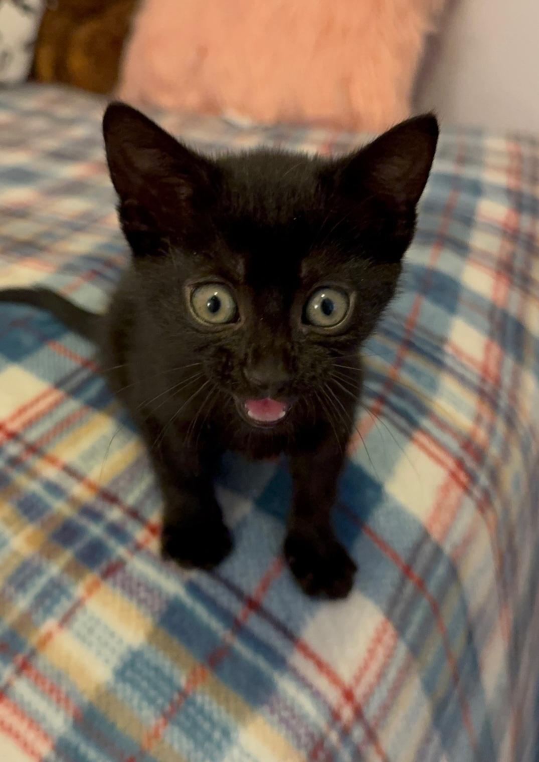 Enlarge Snap & Tulip, a Adopted Domestic Short Hair in Freemansburg, PA image 2/3