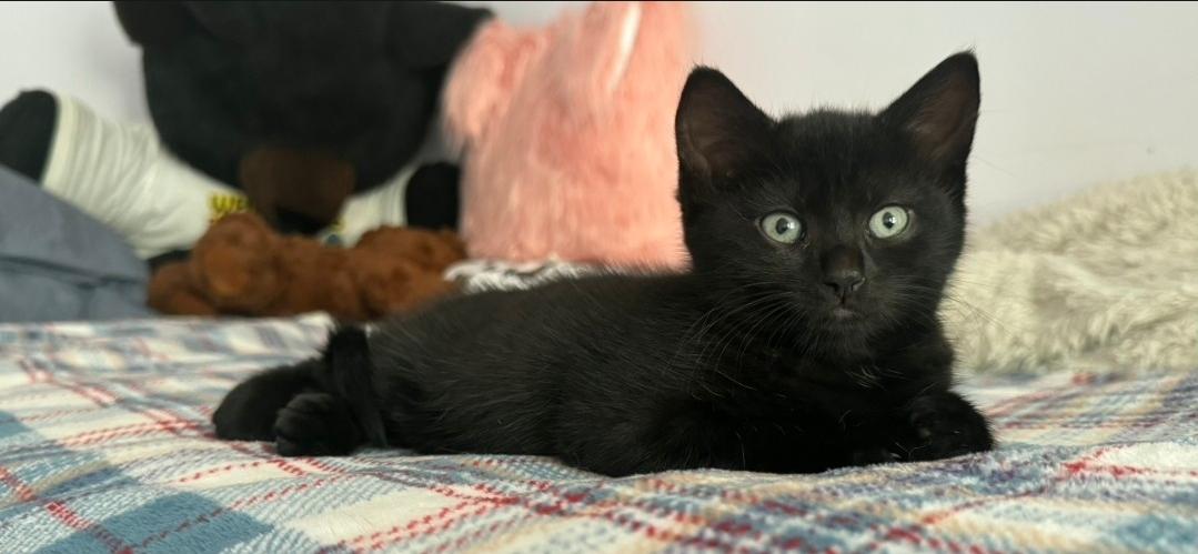 Enlarge Snap & Tulip, a Adopted Domestic Short Hair in Freemansburg, PA image 3/3