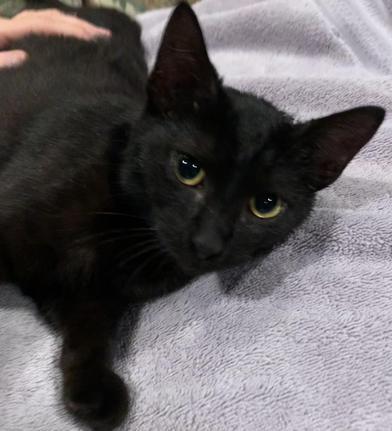 Kira — thumbnail 3