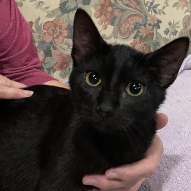 Kira — thumbnail 4