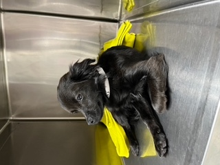 Blake, Adopted, Puppy Male Chihuahua.