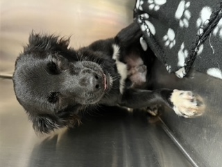 Enlarge Blake, a Adopted Chihuahua in Longwood, FL image 2/3