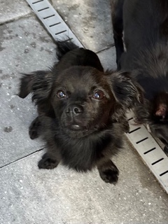 Enlarge Blake, a Adopted Chihuahua in Longwood, FL image 3/3