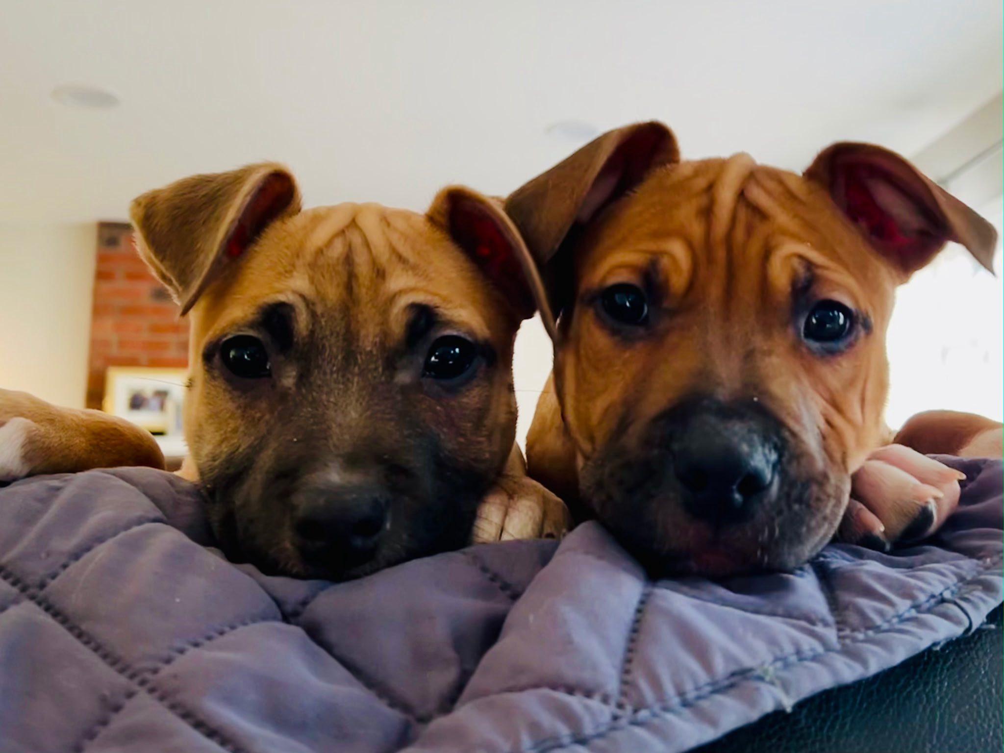 Enlarge Moose, an adopted mixed breed in Riverdale, NJ image 6/6