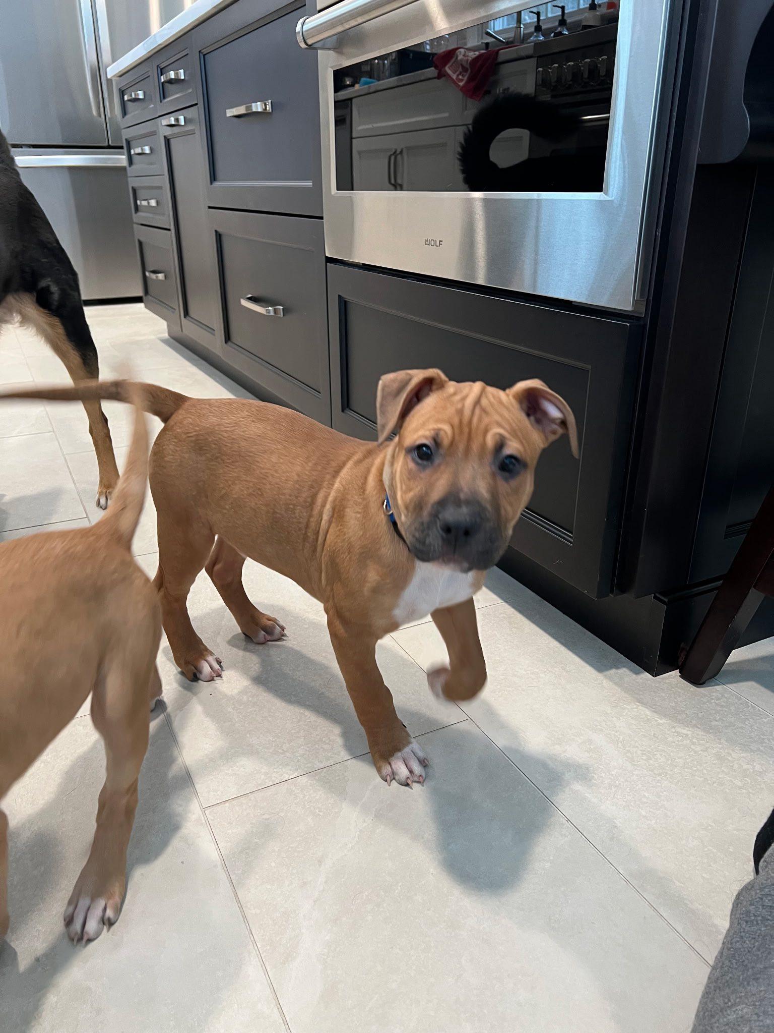 Enlarge Moose, an adopted mixed breed in Riverdale, NJ image 1/6