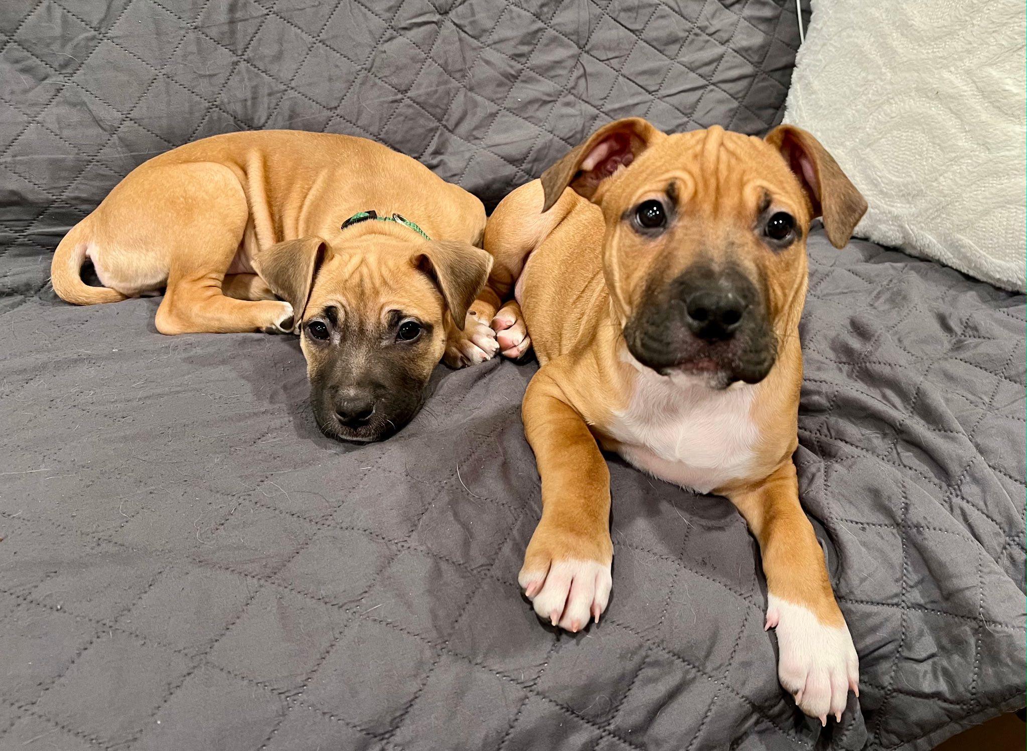 Enlarge Moose, an adopted mixed breed in Riverdale, NJ image 4/6