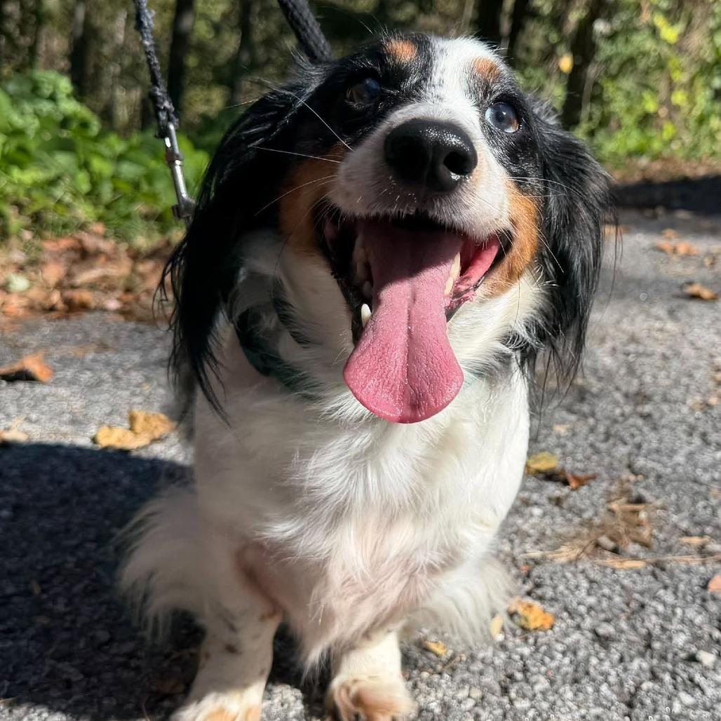 Perry, Adoptable, Adult Male Dachshund (Long Haired) & Mixed Breed.