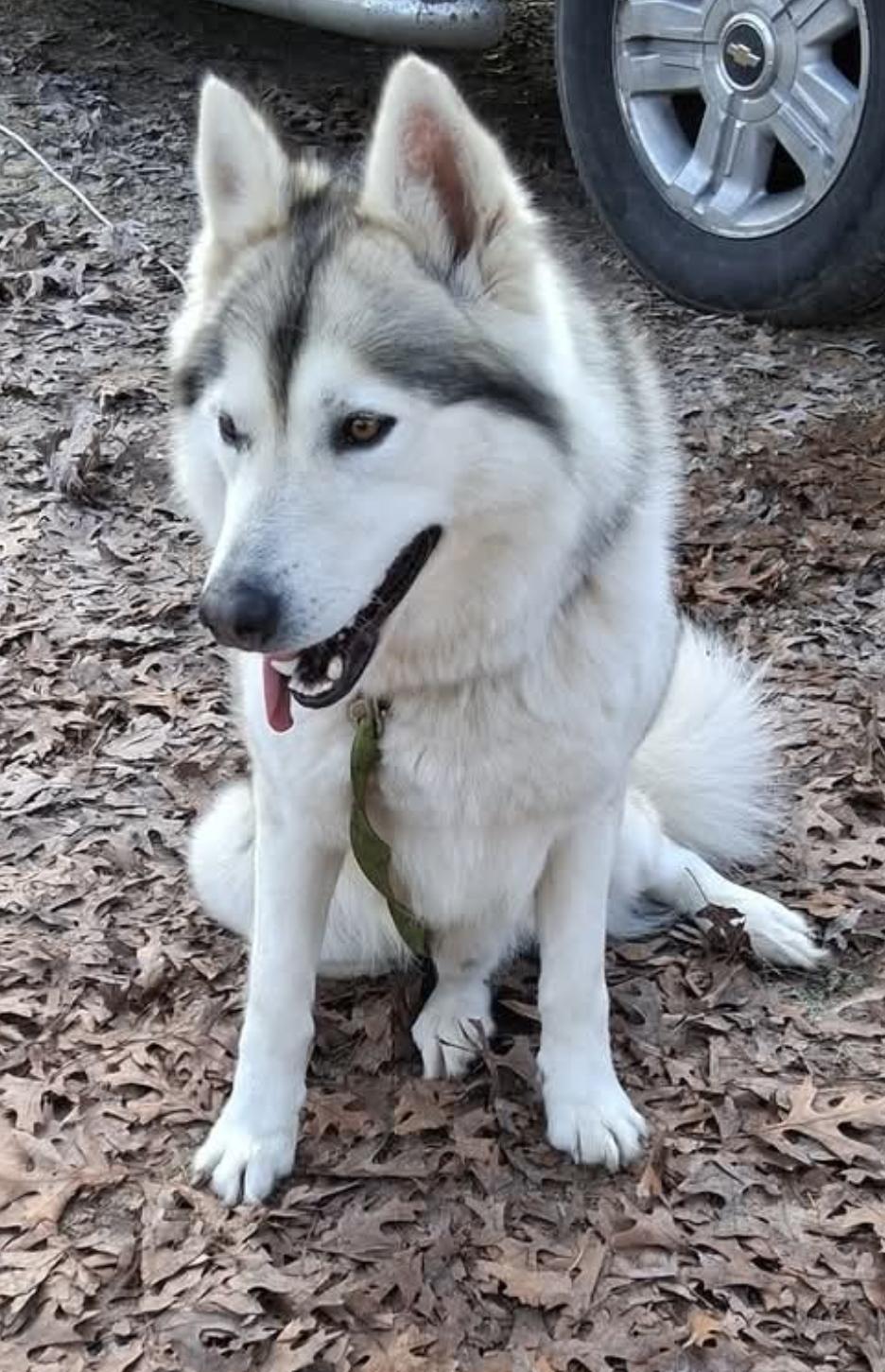 Hank, ADOPTABLE, Young Male Alaskan Malamute & Husky.