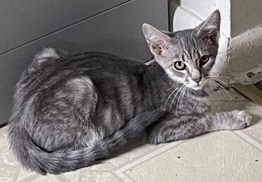 Enlarge Lil Bits, a Adoptable Domestic Short Hair in Maple Shade, NJ image 3/3