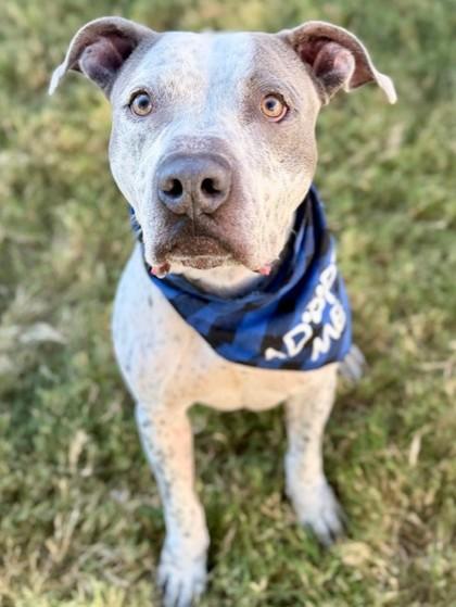 Enlarge Blue, a Adoptable Mixed Breed in Fort Worth, TX image 1/3