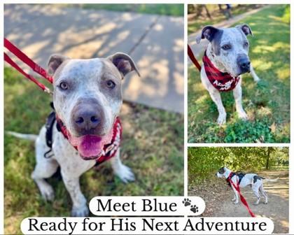 Enlarge Blue, a Adoptable Mixed Breed in Fort Worth, TX image 2/3