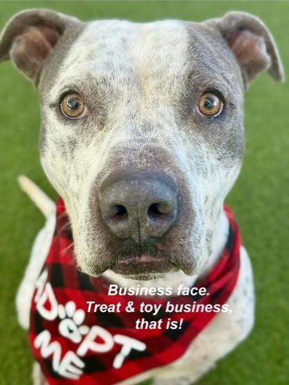 Enlarge Blue, a Adoptable Mixed Breed in Fort Worth, TX image 3/3