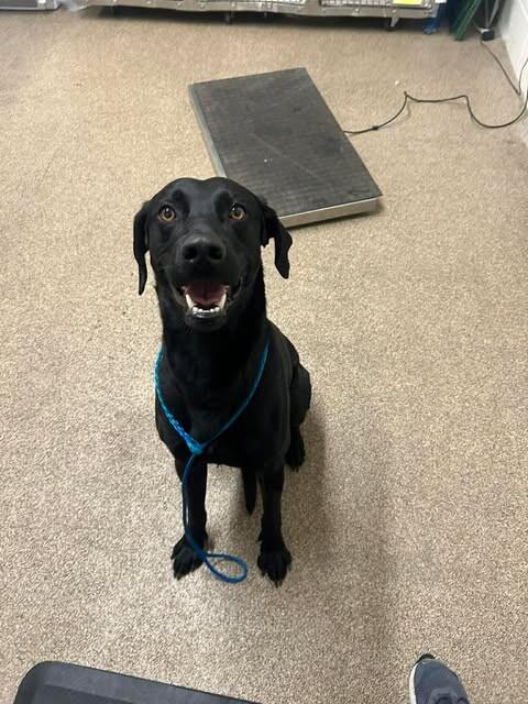 Porthos — thumbnail 2