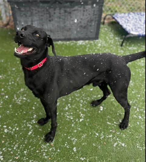 Porthos — thumbnail 3