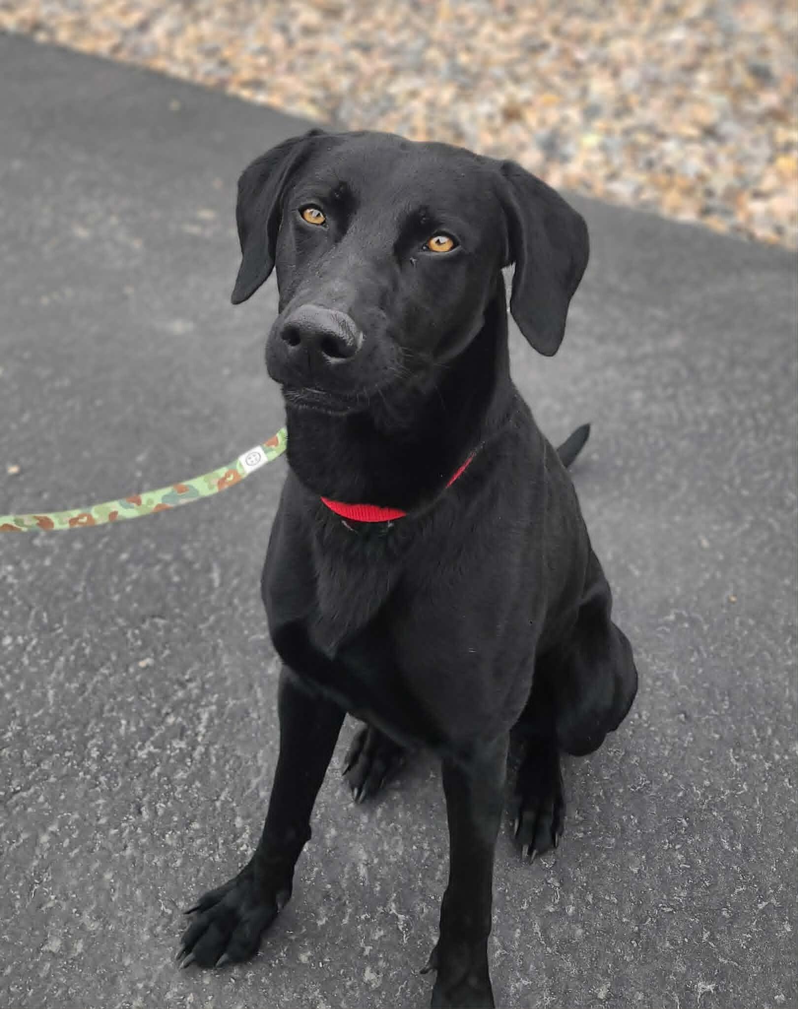 Porthos — thumbnail 4