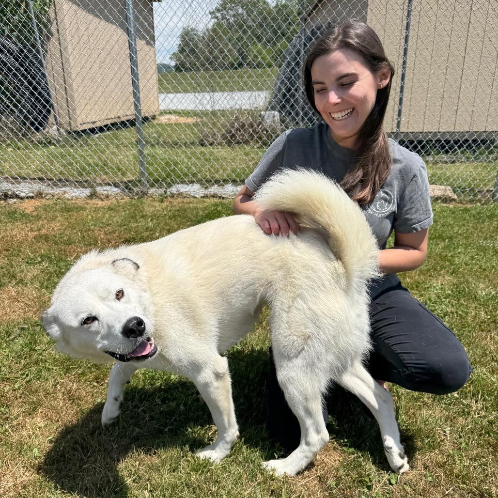 Luna, Adoptable, Adult Female Mixed Breed.