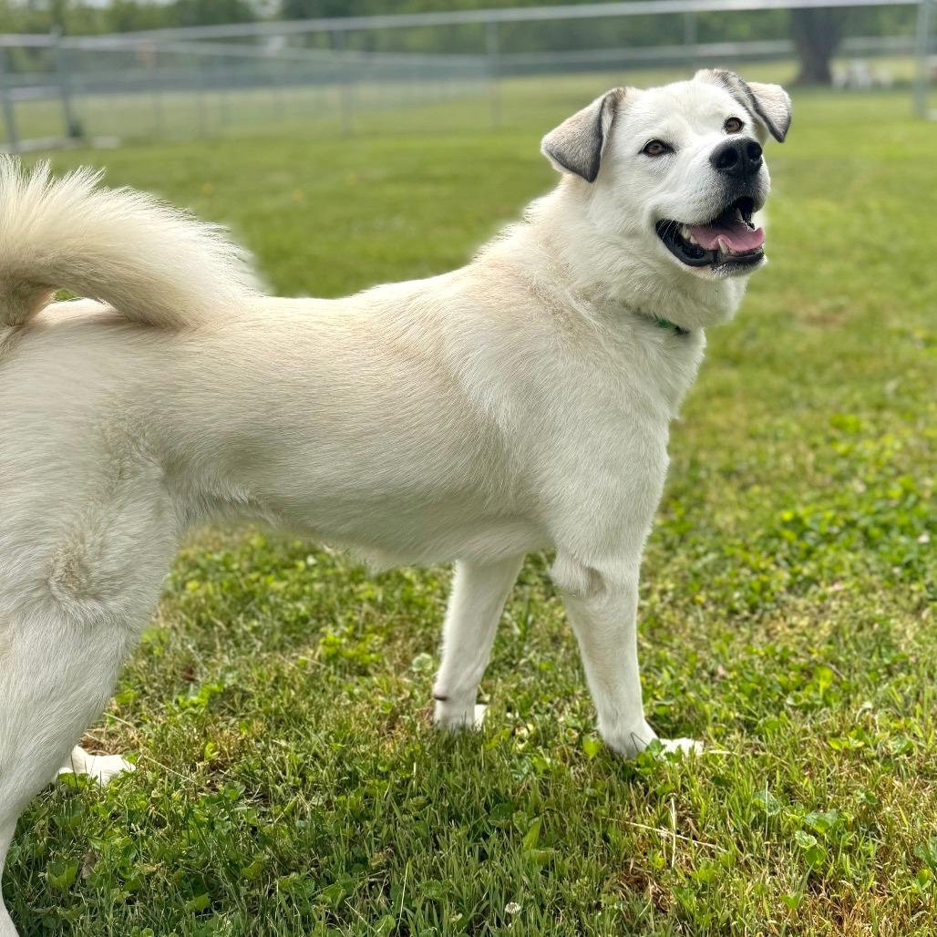 Luna, a Adoptable Mixed Breed in Hendersonville, NC image 2/6