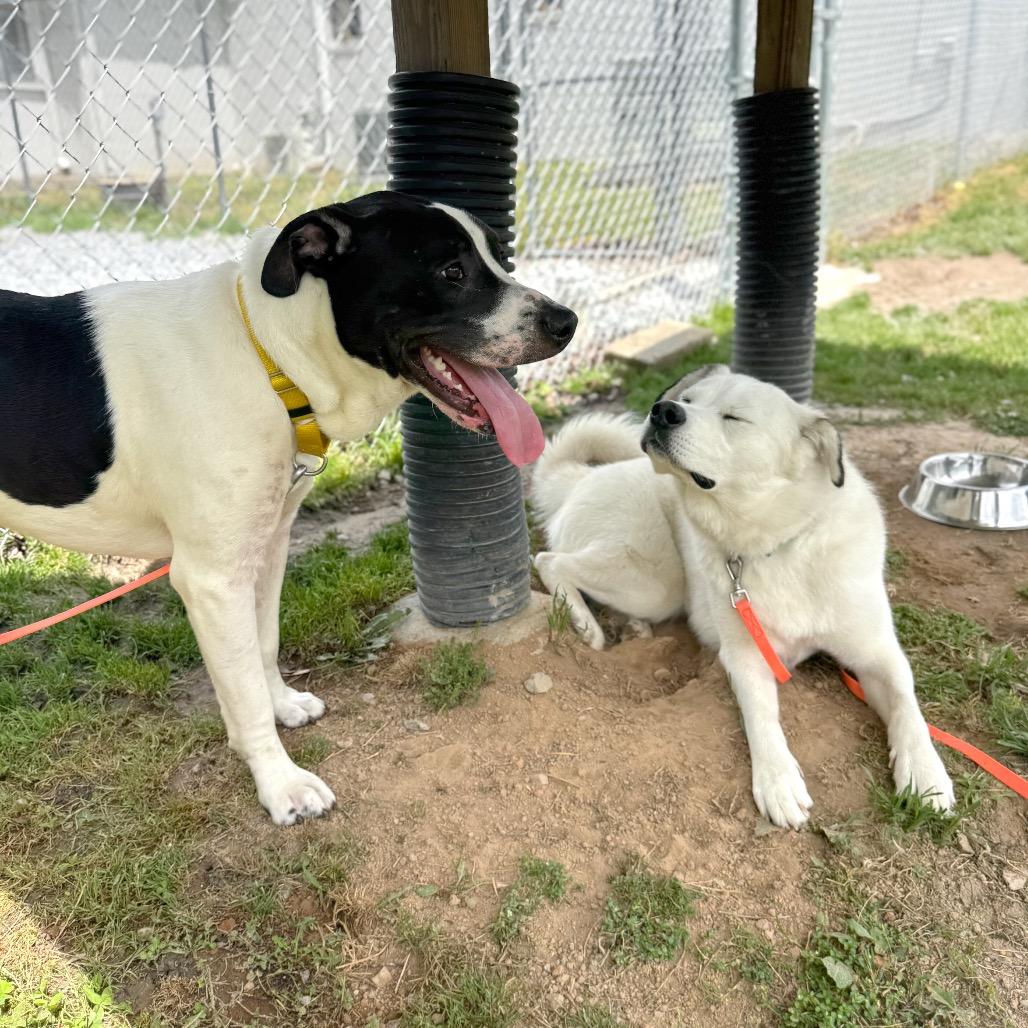 Luna, a Adoptable Mixed Breed in Hendersonville, NC image 3/6