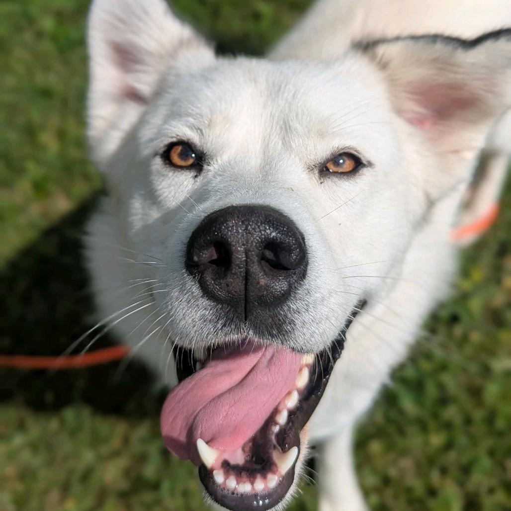 Luna, a Adoptable Mixed Breed in Hendersonville, NC image 4/6