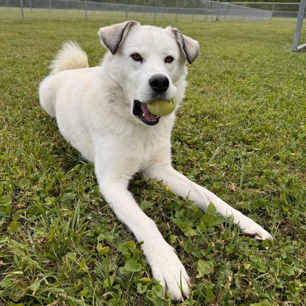 Luna, a Adoptable Mixed Breed in Hendersonville, NC image 6/6