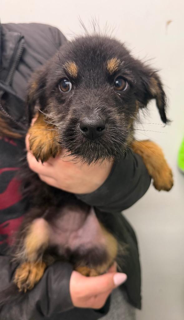 Enlarge Spice, a Adoptable mixed breed in Yellowknife, NT image 1/1