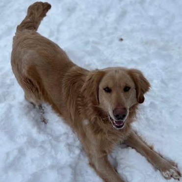 MARSHALL, Young Male Golden Retriever