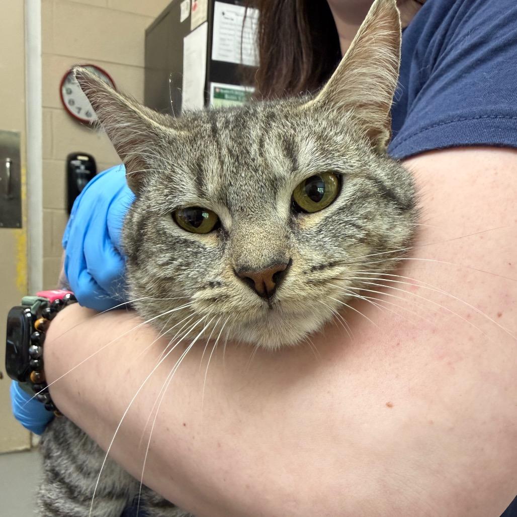 Enlarge Derek, a Adoptable Domestic Short Hair in Troy, VA image 1/1