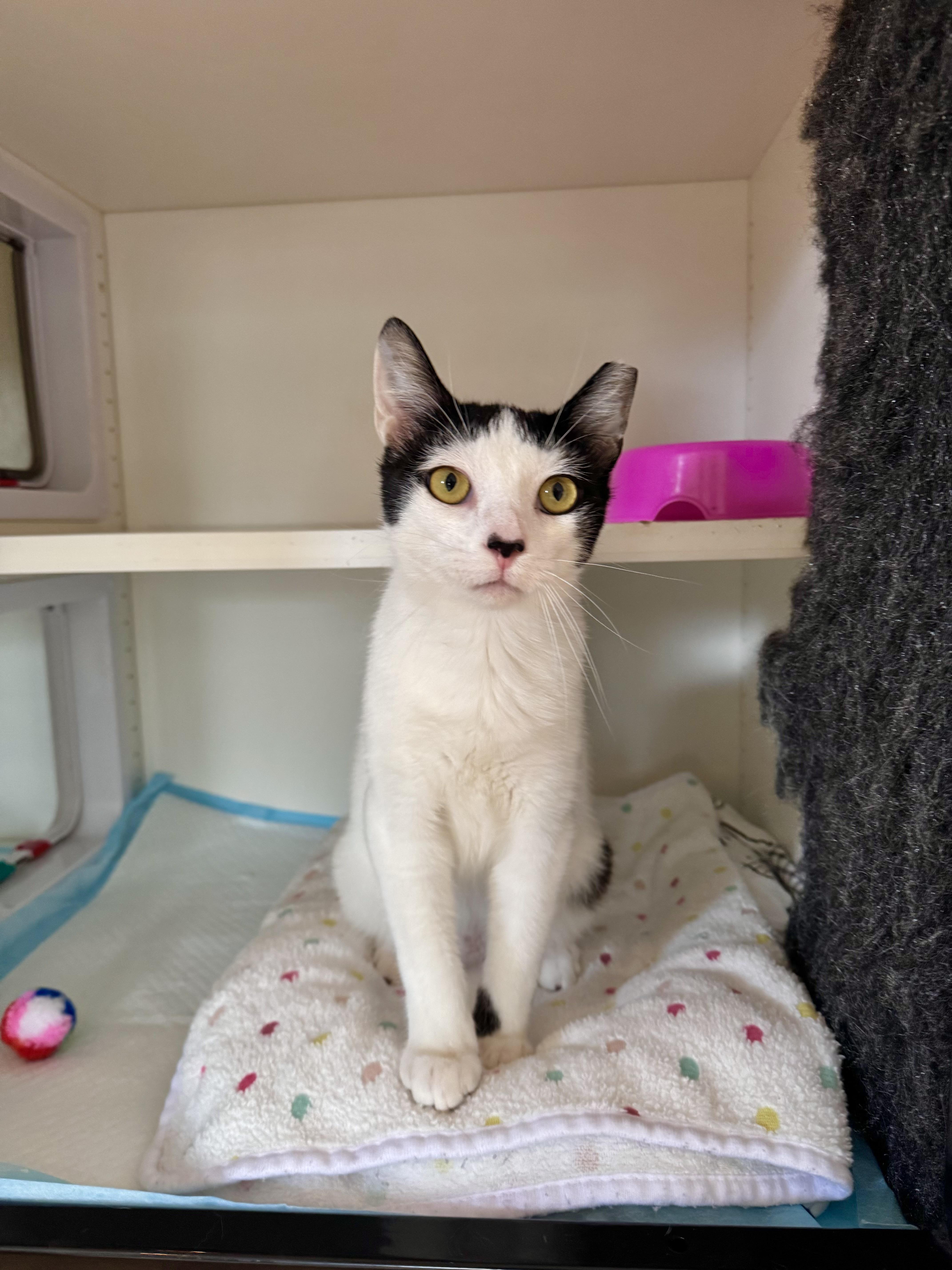 Clover, an adopted Domestic Short Hair in Ramsey, NJ image 5/6